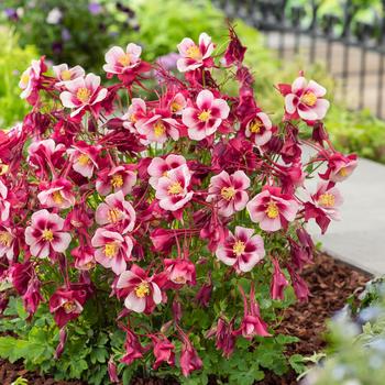 Aquilegia caerulea (Columbine) - Earlybird™ 'Red White' Aquilegia caerulea (Columbine) - Earlybird™ 'Red White'