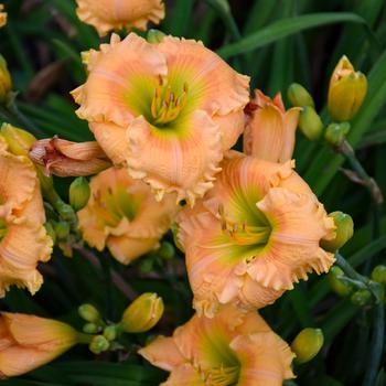 Hemerocallis (Daylily) - Rainbow Rhythm® 'Orange Smoothie' Hemerocallis (Daylily) - Rainbow Rhythm® 'Orange Smoothie'