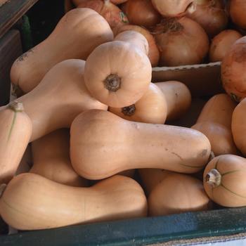 Cucurbita moschata - Butternut Squash Cucurbita moschata - Butternut Squash