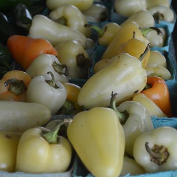  - Blocky Hot Pepper
