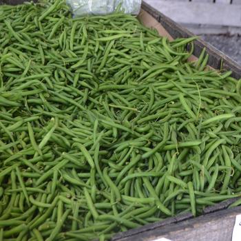 Phaseolus vulgaris - Beans, Green Bush