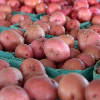 Potatoes - Redskin Potatoes