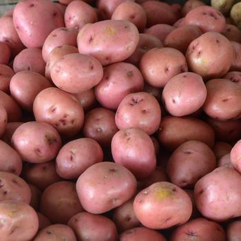Potatoes - Red Potatoes