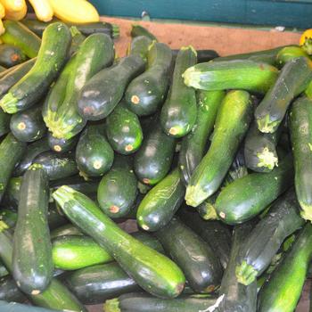 Cucurbita pepo - Zucchini Squash Cucurbita pepo - Zucchini Squash