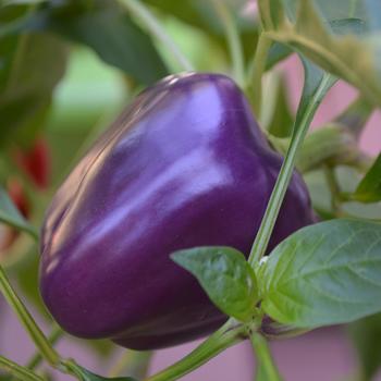 Sweet Pepper - Purple Bell Pepper