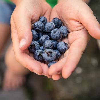  - Blueberries