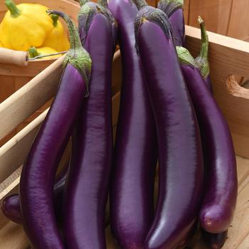 EGGPLANT - 'Asian Delite' Eggplant