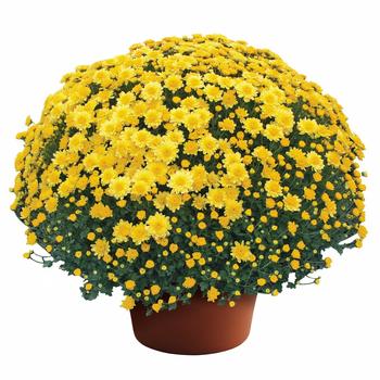 Chrysanthemum x morifolium - CHELSEY YELLOW Chrysanthemum x morifolium - CHELSEY YELLOW