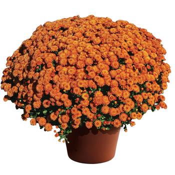 Chrysanthemum grandiflorum - 'Homerun™ Orange' Garden Mum