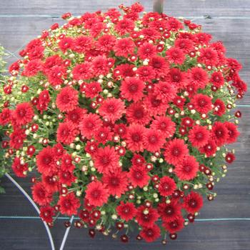 Chrysanthemum x morifolium - 'Camina Red' Garden Mum Chrysanthemum x morifolium - 'Camina Red' Garden Mum