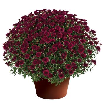 Chrysanthemum x morifolium - 'Patty Purple' Garden Mum Chrysanthemum x morifolium - 'Patty Purple' Garden Mum