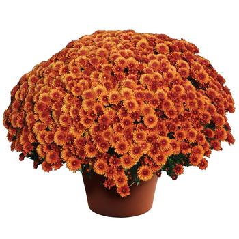 Chrysanthemum x morifolium - 'Beverly™ Bronze' Garden Mum Chrysanthemum x morifolium - 'Beverly™ Bronze' Garden Mum