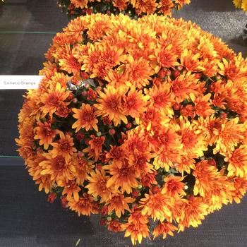 Chrysanthemum x morifolium - 'Conaco Orange' Garden Mum Chrysanthemum x morifolium - 'Conaco Orange' Garden Mum