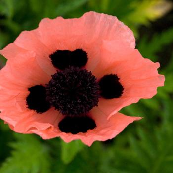 Papaver orientale - 'Queen Alexandra' Poppy-Oriental Papaver orientale - 'Queen Alexandra' Poppy-Oriental
