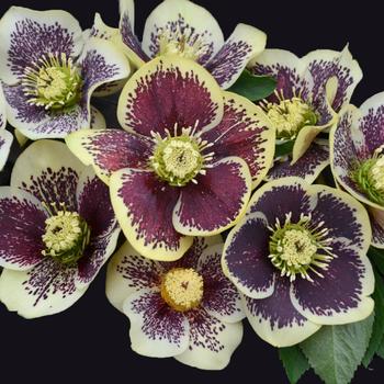 Helleborus (Lenten Rose) - Honeymoon® 'Rio Carnival' Helleborus (Lenten Rose) - Honeymoon® 'Rio Carnival'