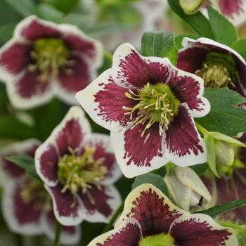 Helleborus (Lenten Rose) - Honeymoon® 'Romantic Getaway' Helleborus (Lenten Rose) - Honeymoon® 'Romantic Getaway'