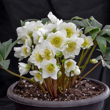 Helleborus niger - 'Snowbells' Christmas Rose Helleborus niger - 'Snowbells' Christmas Rose