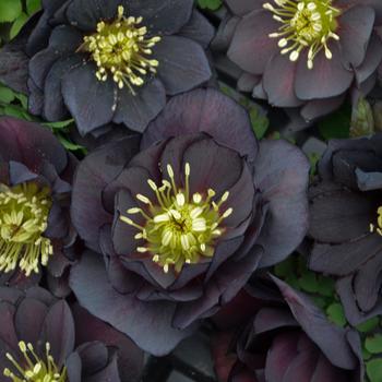Helleborus (Lenten Rose) - Wedding Party® 'Dark and Handsome' Helleborus (Lenten Rose) - Wedding Party® 'Dark and Handsome'