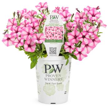 Petunia - Supertunia® 'Mini Vista™ Pink Star' Petunia - Supertunia® 'Mini Vista™ Pink Star'