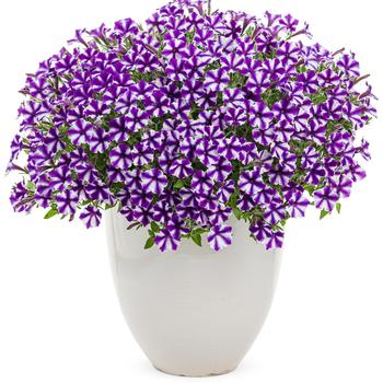 Petunia - Supertunia® Mini Vista™ 'Violet Star' Petunia - Supertunia® Mini Vista™ 'Violet Star'