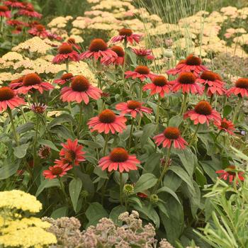 Echinacea (Coneflower) - Color Coded® 'Frankly Scarlet' Echinacea (Coneflower) - Color Coded® 'Frankly Scarlet'
