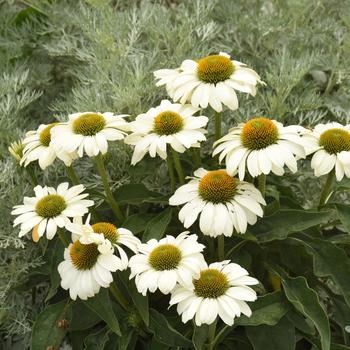 Echinacea (Coneflower) - Color Coded™ 'The Price is White' Echinacea (Coneflower) - Color Coded™ 'The Price is White'