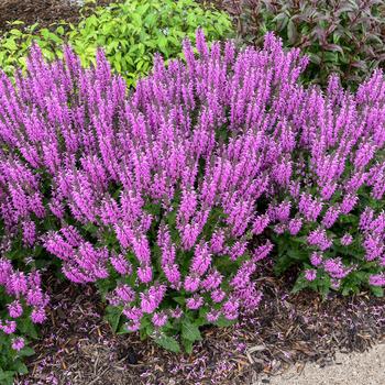 Salvia - Color Spires® 'Back to the Fuchsia' Salvia - Color Spires® 'Back to the Fuchsia'