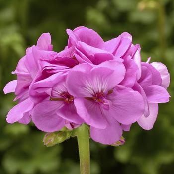 4.5 INCH DEEP BLACK POT - Geranium 4.5 INCH DEEP BLACK POT - Geranium