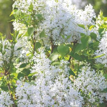 Syringa vulgaris - New Age&trade; White Lilac