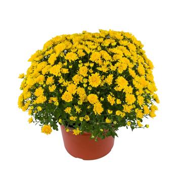 Chrysanthemum x morifolium - 'Tanya™ Yellow' Garden Mum Chrysanthemum x morifolium - 'Tanya™ Yellow' Garden Mum