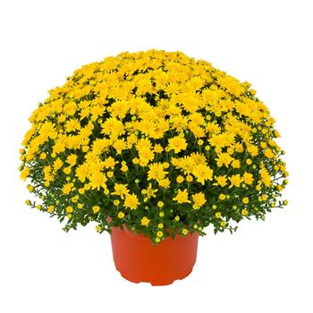 Chrysanthemum x morifolium - 'Beverly™ Gold' Garden Mum Chrysanthemum x morifolium - 'Beverly™ Gold' Garden Mum
