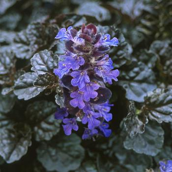 Ajuga reptans (Bugleweed) - Walberton's® 'Black Scallop' Ajuga reptans (Bugleweed) - Walberton's® 'Black Scallop'