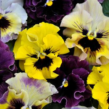 Viola x wittrockiana (Pansy) - Frizzle Sizzle 'Mix' Viola x wittrockiana (Pansy) - Frizzle Sizzle 'Mix'