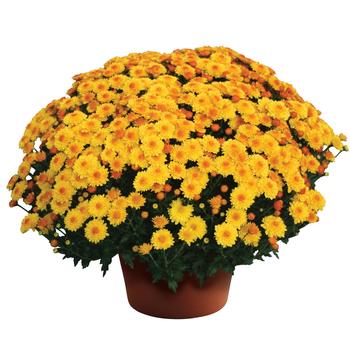 Chrysanthemum x morifolium - 'Cheryl™ Golden' Garden Mum Chrysanthemum x morifolium - 'Cheryl™ Golden' Garden Mum