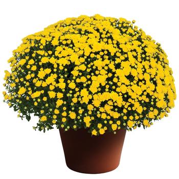 Chrysanthemum x morifolium - ''Dawn™ Yellow'' Garden Mum Chrysanthemum x morifolium - ''Dawn™ Yellow'' Garden Mum