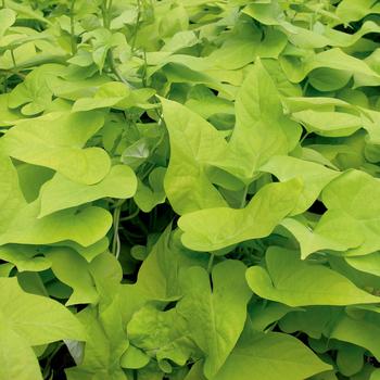 Ipomoea batatas - 'Margarita' Ornamental Sweet Potato Ipomoea batatas - 'Margarita' Ornamental Sweet Potato