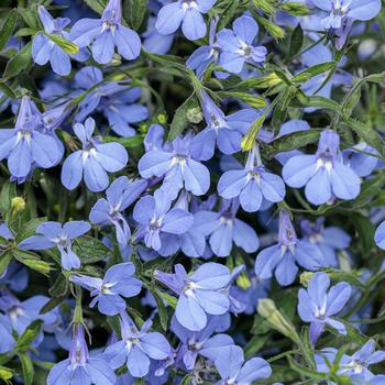 Lobelia erinus - Laguna® ''Sky Blue'' Lobelia erinus - Laguna® ''Sky Blue''