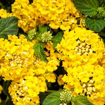 Lantana - Luscious® 'Citron™' Lantana - Luscious® 'Citron™'