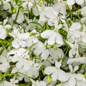 Lobelia erinus - Laguna® 'Cloud White™' Lobelia erinus - Laguna® 'Cloud White™'