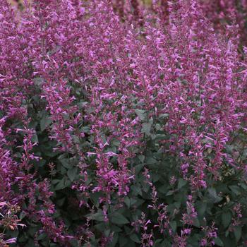 Agastache (Hummingbird Mint) - Meant to Bee™ 'Royal Raspberry' Agastache (Hummingbird Mint) - Meant to Bee™ 'Royal Raspberry'