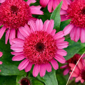 Echinacea (Coneflower) - Double Coded™ 'Raspberry Beret' Echinacea (Coneflower) - Double Coded™ 'Raspberry Beret'
