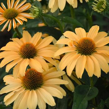 Echinacea (Coneflower) - Color Coded® 'One in a Melon' Echinacea (Coneflower) - Color Coded® 'One in a Melon'