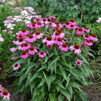 Echinacea (Coneflower) - Color Coded® 'The Fuchsia is Bright' Echinacea (Coneflower) - Color Coded® 'The Fuchsia is Bright'