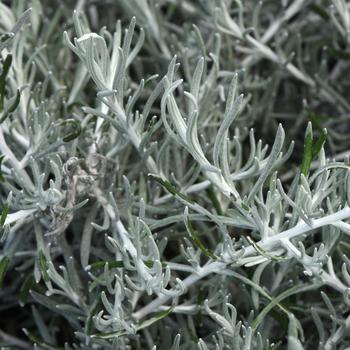 Helichrysum italicum - Dwarf Curry Plant