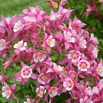 Aquilegia caerulea (Columbine) - Kirigami™ 'Rose & Pink' Aquilegia caerulea (Columbine) - Kirigami™ 'Rose & Pink'