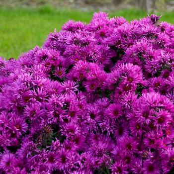 Aster novae-angliae - 'Pink Crush' New England Aster Aster novae-angliae - 'Pink Crush' New England Aster