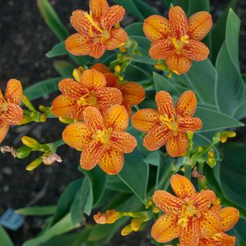 Belamcanda chinensis - 'Freckle Face' Blackberry Lily Belamcanda chinensis - 'Freckle Face' Blackberry Lily