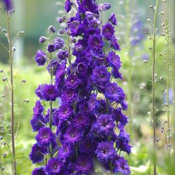 Delphinium elatum (Larkspur) - New Millennium™ 'Pagan Purples' Delphinium elatum (Larkspur) - New Millennium™ 'Pagan Purples'