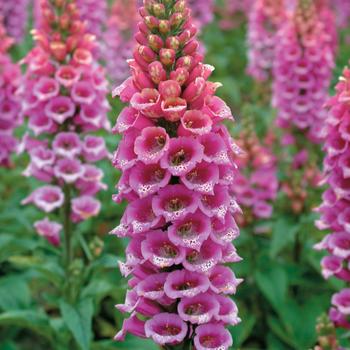 Digitalis purpurea - 'Candy Mountain Rose' Foxglove Digitalis purpurea - 'Candy Mountain Rose' Foxglove
