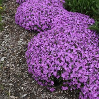 Phlox - 'Bedazzled Pink' Spring Phlox Phlox - 'Bedazzled Pink' Spring Phlox